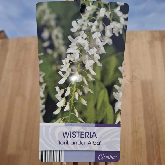 Wisteria floribunda Alba