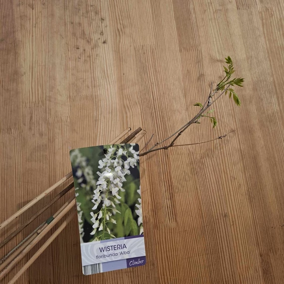 Wisteria floribunda Alba