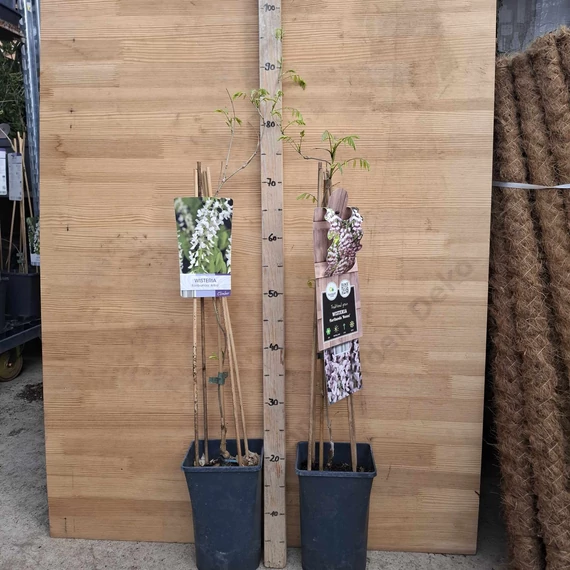 Wisteria floribunda Alba