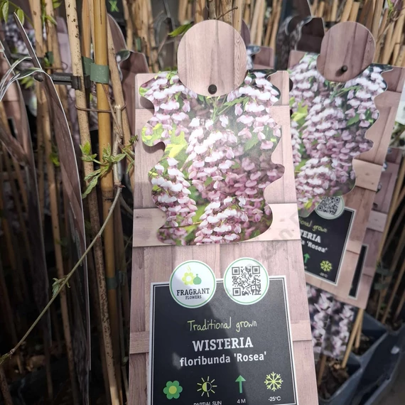 Wisteria floribunda Rosea