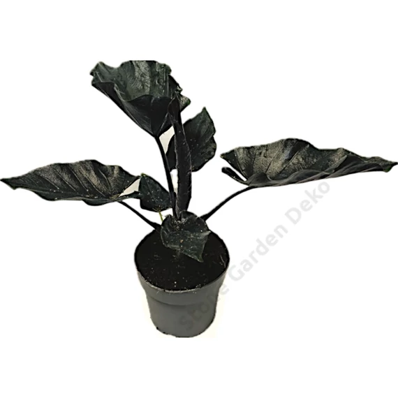 Alocasia Antoro Velvet