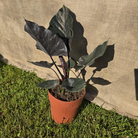Alocasia Antoro Velvet