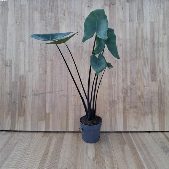 Alocasia Black Zebrina