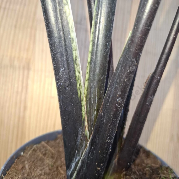 Alocasia Black Zebrina