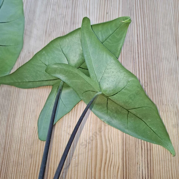Alocasia Black Zebrina
