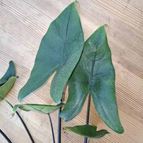 Alocasia Black Zebrina