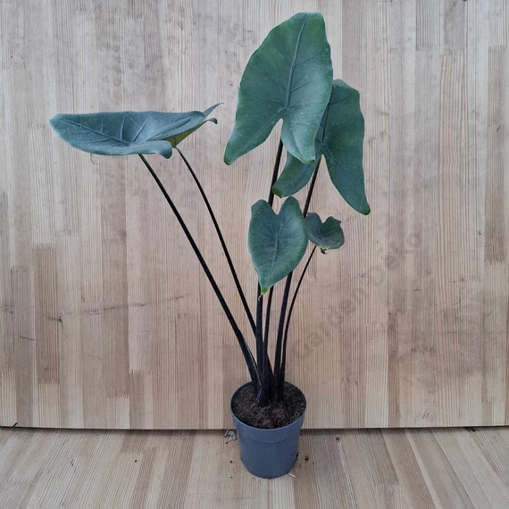 Alocasia Black Zebrina