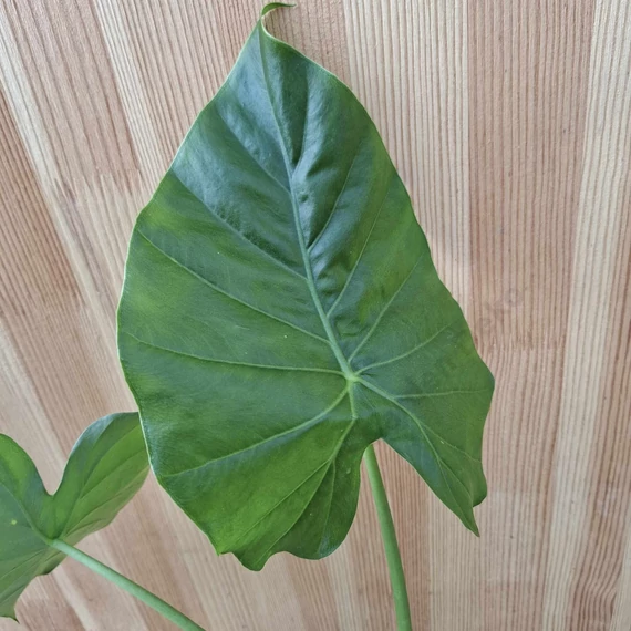 Alocasia Gagaena