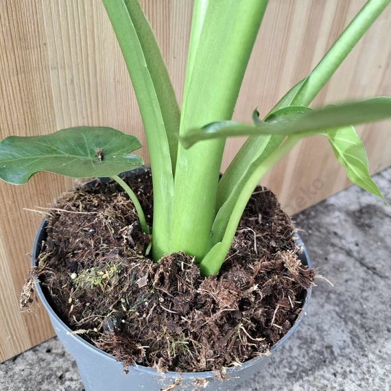 Alocasia Gagaena