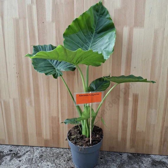 Alocasia Gagaena