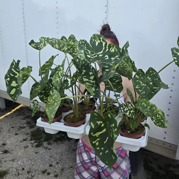 Alocasia Hilo Beauty
