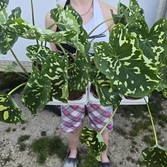 Alocasia Hilo Beauty