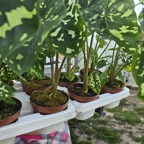 Alocasia Hilo Beauty