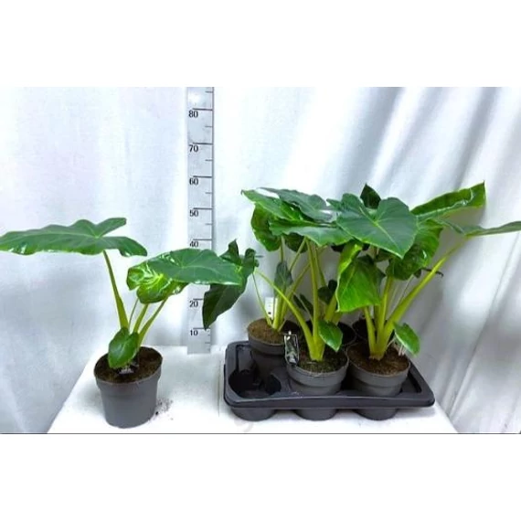 Alocasia Lutea