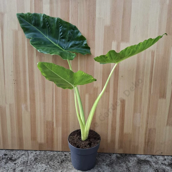 Alocasia Lutea
