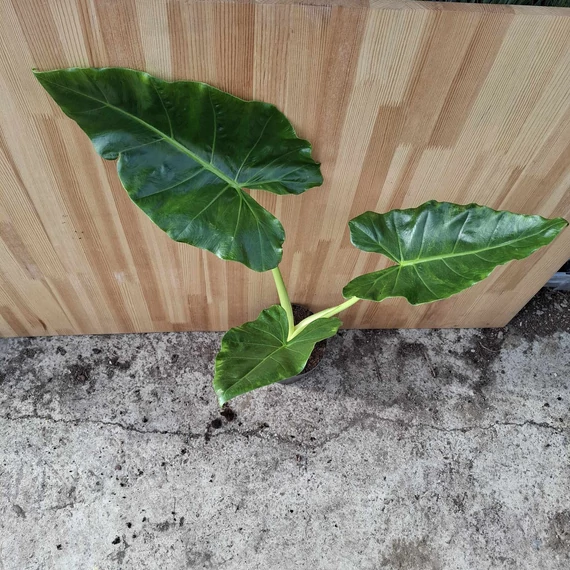 Alocasia Lutea