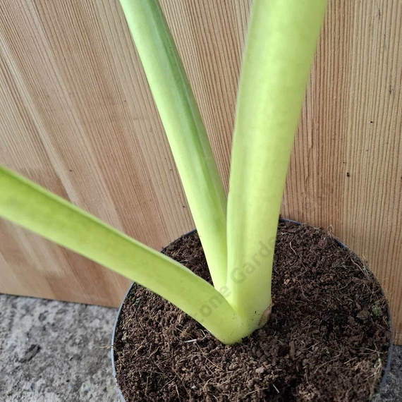 Alocasia Lutea
