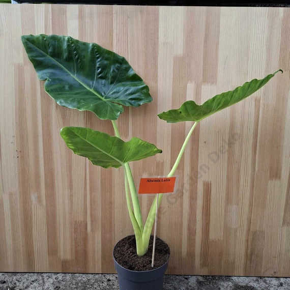 Alocasia Lutea