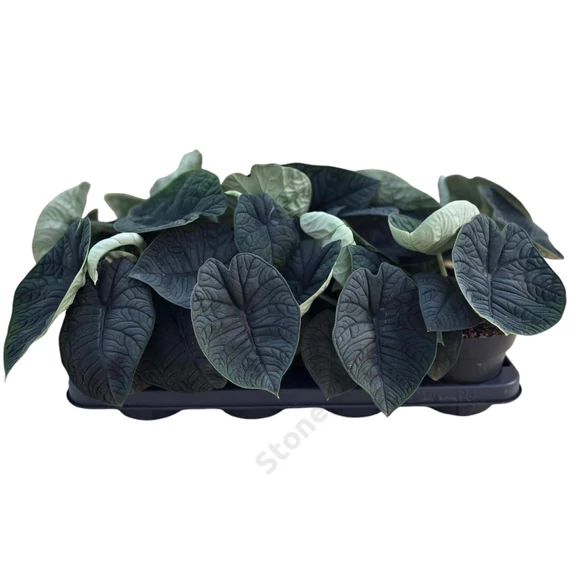 Alocasia Melo