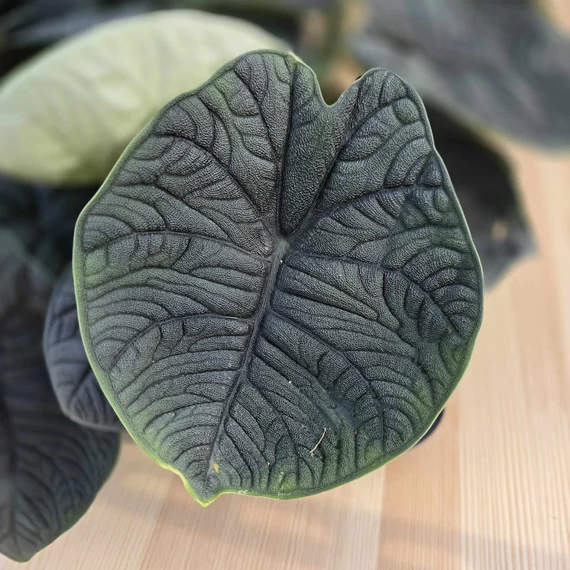 Alocasia Melo