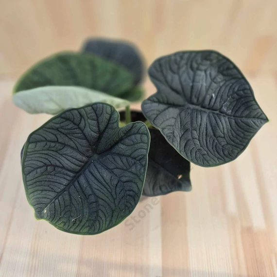 Alocasia Melo