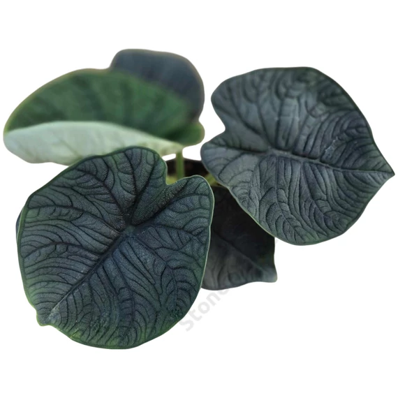 Alocasia Melo