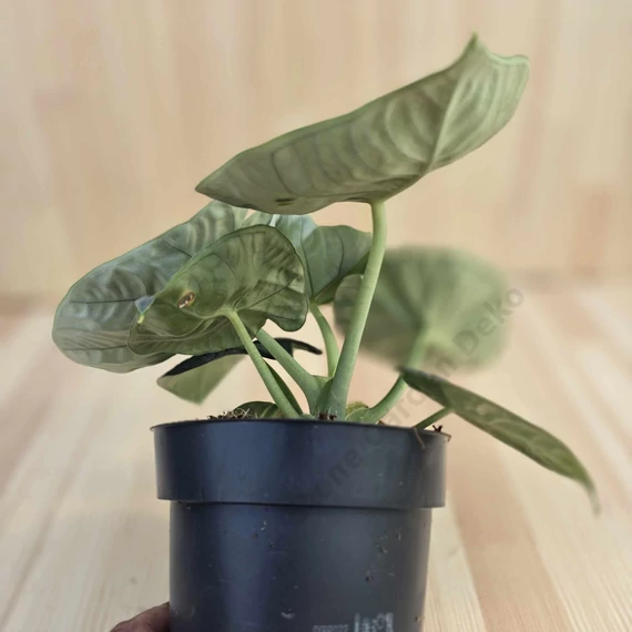 Alocasia Melo