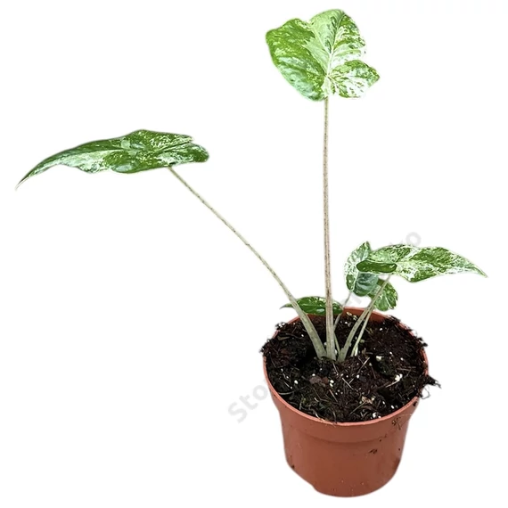 Alocasia Odora Variegata Batik
