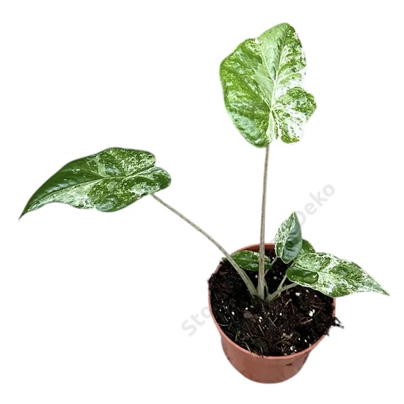 Alocasia Odora Variegata Batik