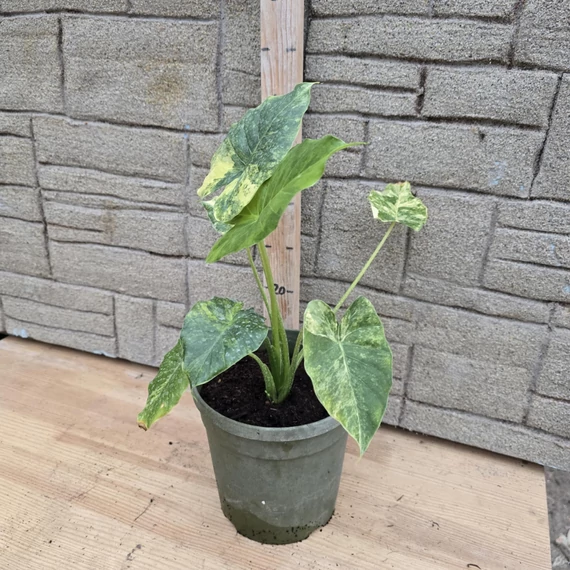 Alocasia Odora Variegata