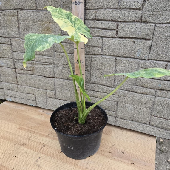 Alocasia Odora Variegata
