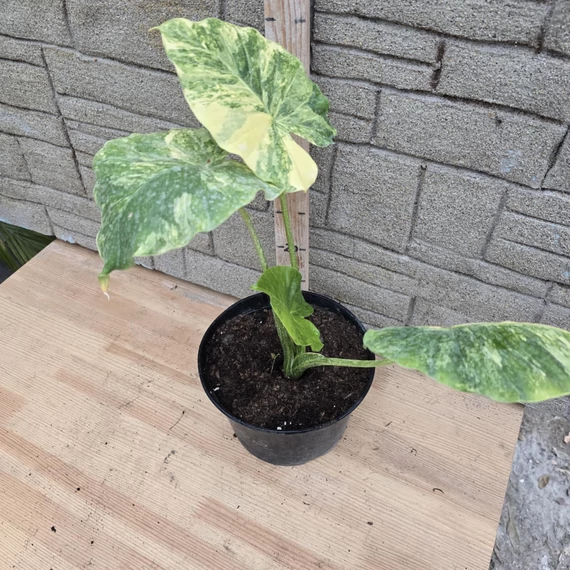 Alocasia Odora Variegata