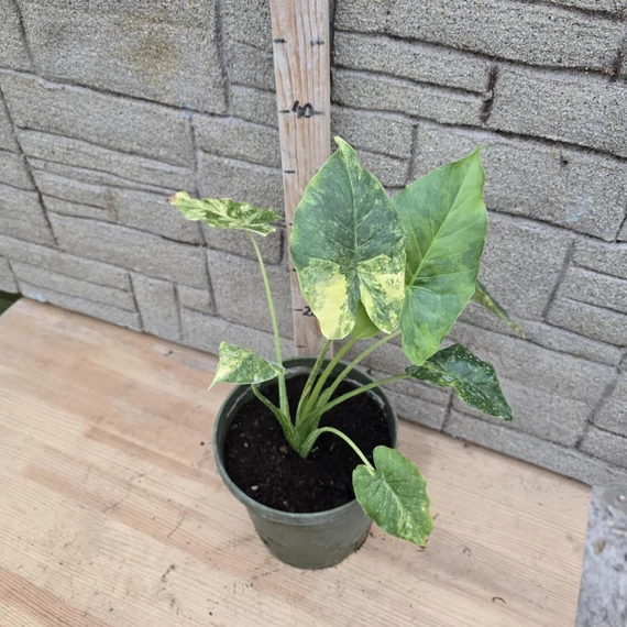 Alocasia Odora Variegata