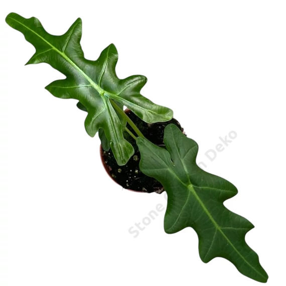 Alocasia Portei