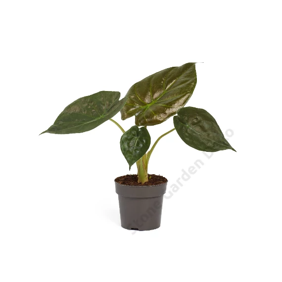 Alocasia Wentii