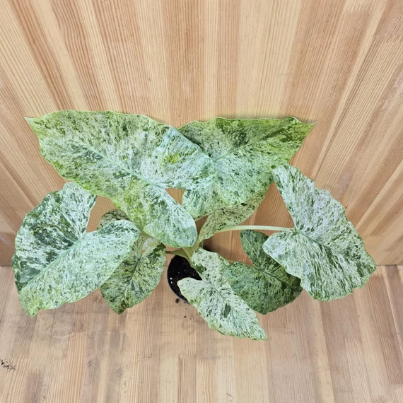 Alocasia macrorrhiza Splash