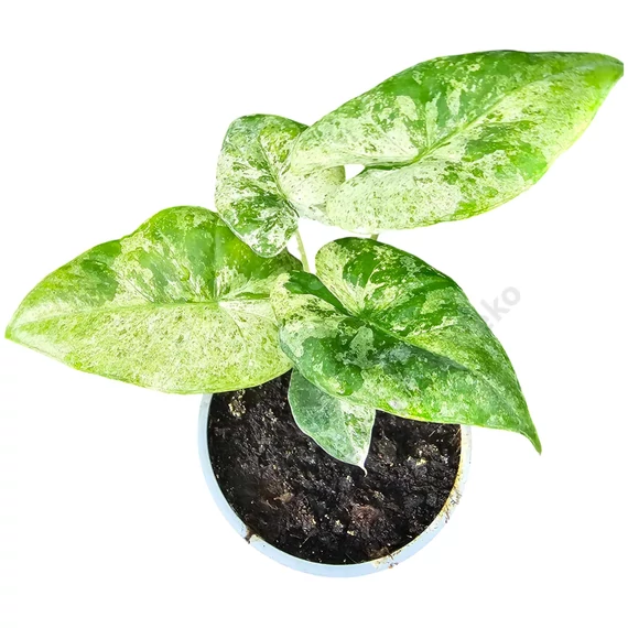 Alocasia macrorrhiza Splash