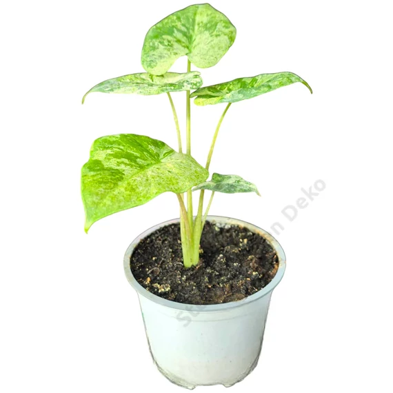 Alocasia macrorrhiza Splash