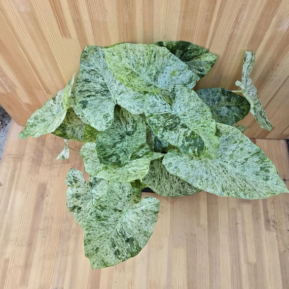 Alocasia macrorrhiza Splash