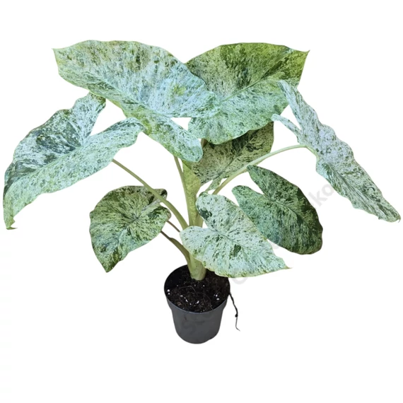 Alocasia macrorrhiza Splash