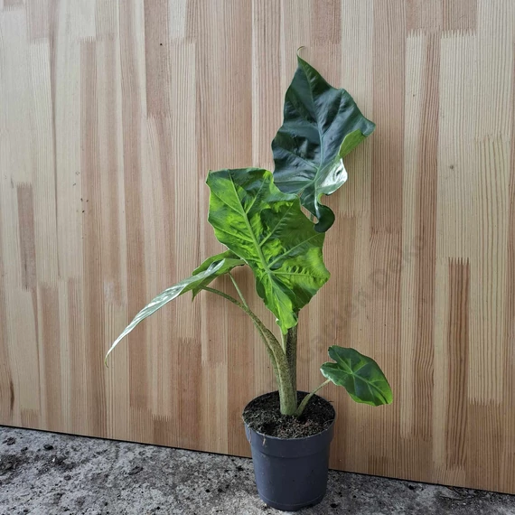 Alocasia Portodora