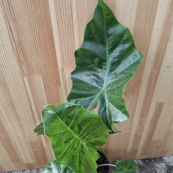 Alocasia Portodora