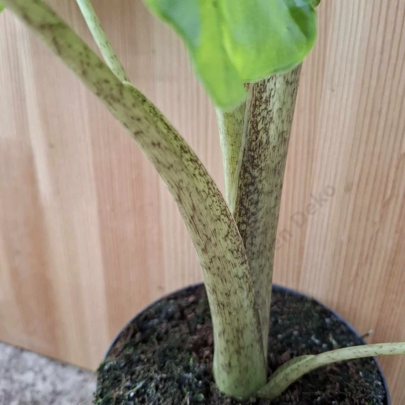 Alocasia Portodora