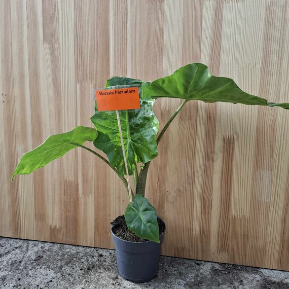 Alocasia Portodora