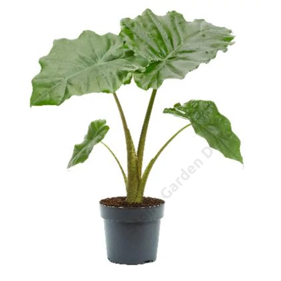 Alocasia Portodora
