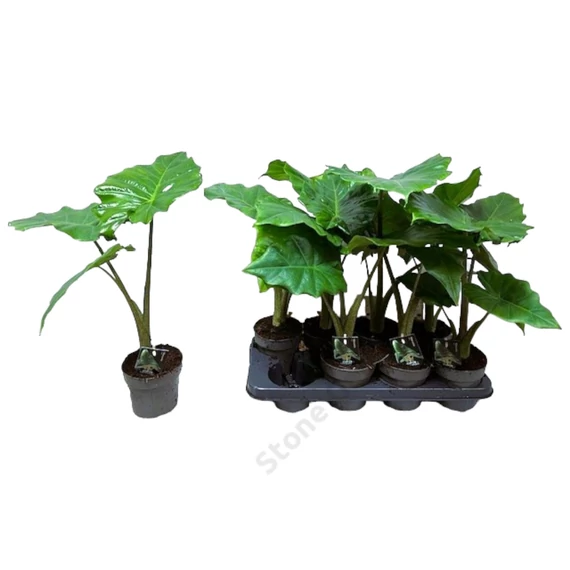 Alocasia Portodora