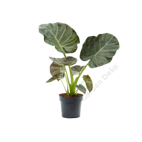 Alocasia Regal Shield