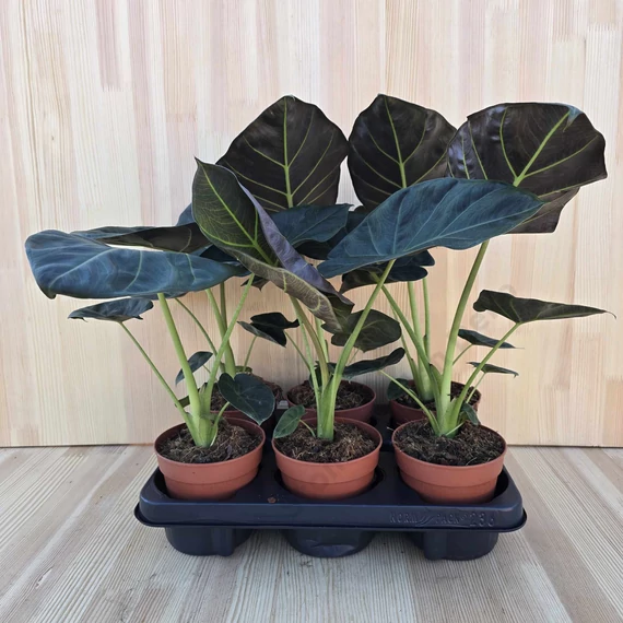 Alocasia Regal Shield