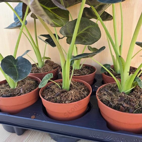 Alocasia Regal Shield