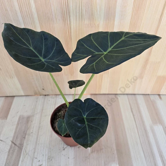 Alocasia Regal Shield